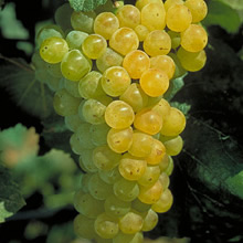 Viognier